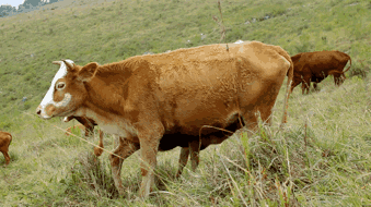 回顾:西沙东岛上规模达400头的野牛群,是哪里来的?答案已找到