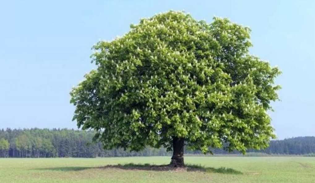 马栗是什么植物?马栗树的特点是什么?