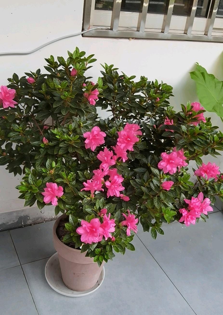 新手养杜鹃花,就选安酷杜鹃"康乃馨",皮实好养,三季有花开