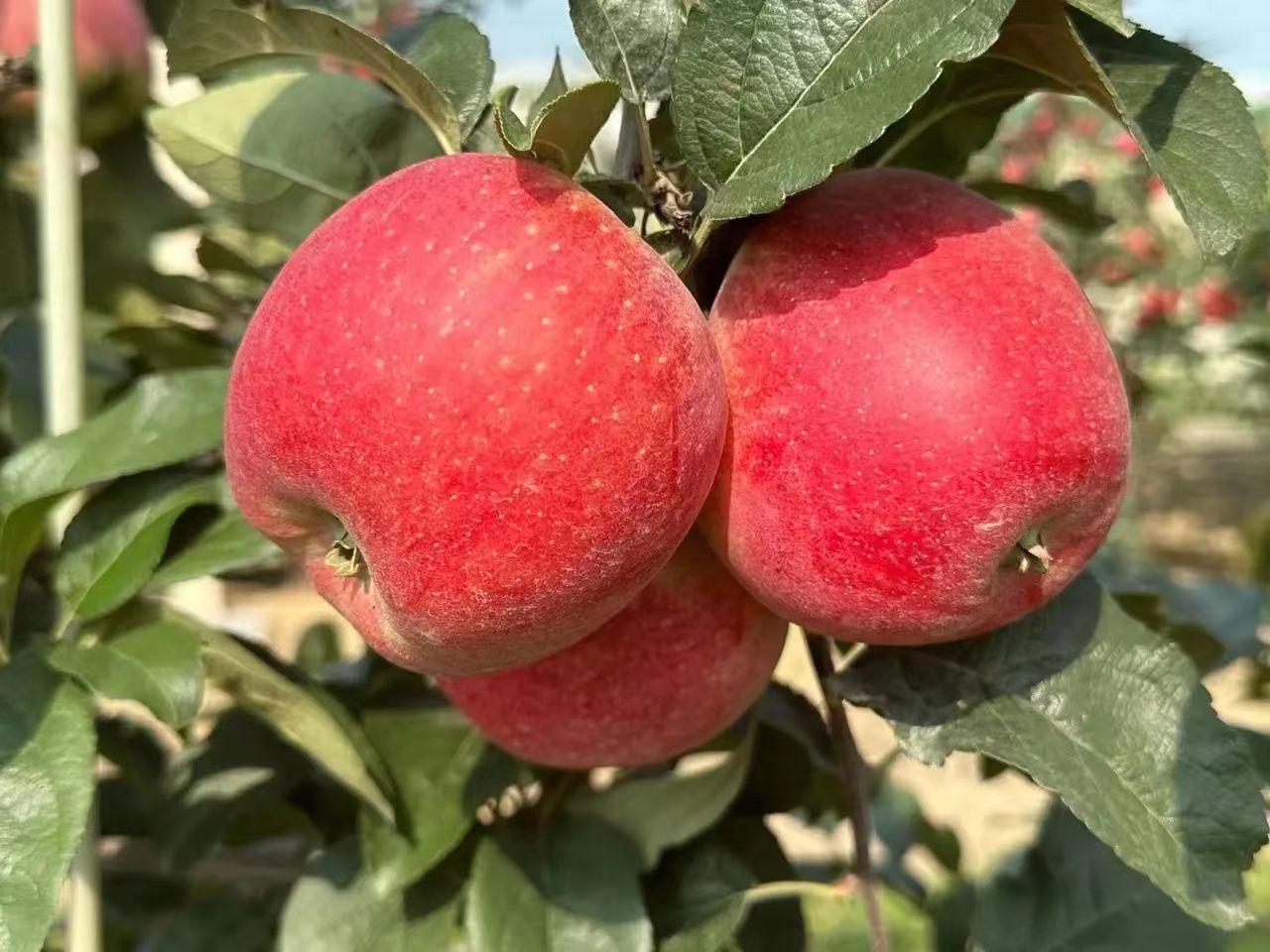 红思尼可苹果树苗:色泽艳丽,口感诱人的优质早熟品种