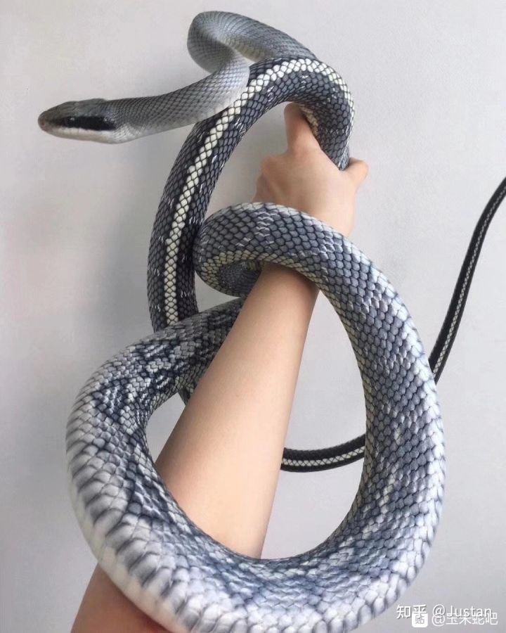 宠物蛇品系全知道(下)