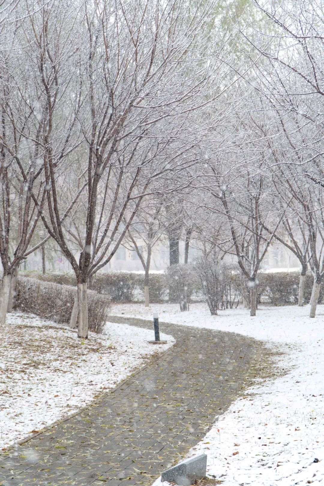 东北下雪的图片实景图片