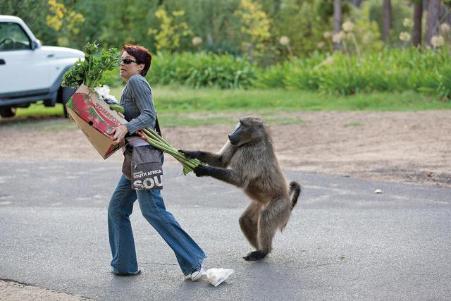 為何野外的野生動物很少攻擊人類?瞭解野生動物的習慣,預防襲擊