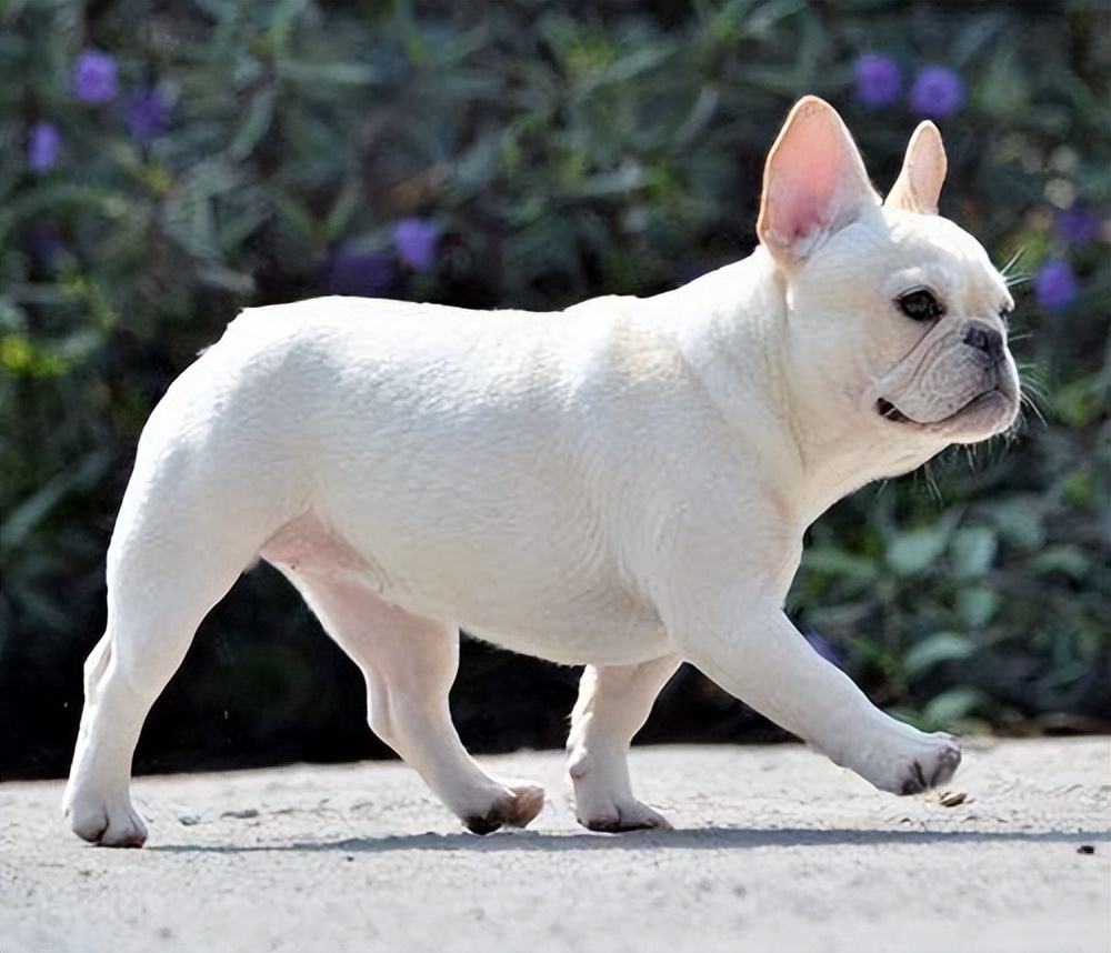 怪不得那么多人养法斗犬,原来它有这些优势!