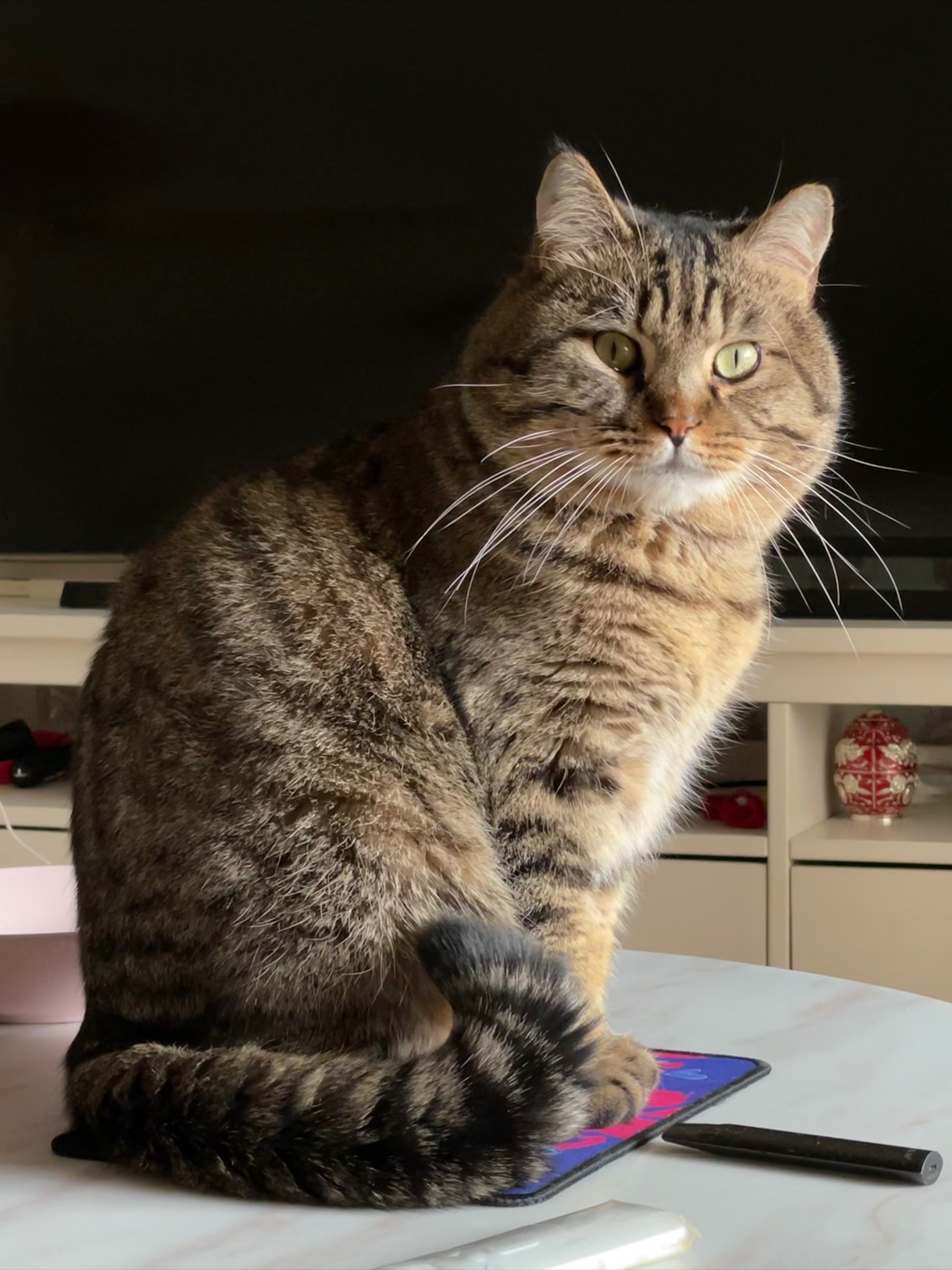 狸花猫和美短的不同,看了这个,我终于明白了!