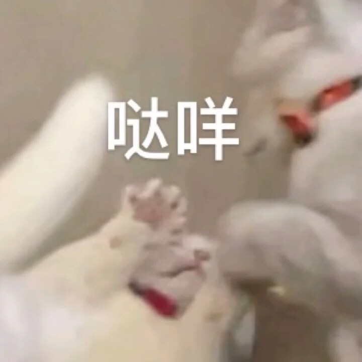 猫咪哒咩表情包图片