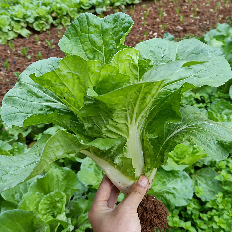 8种"大叶菜",立春"赶紧种"阳台上,一个月就采摘