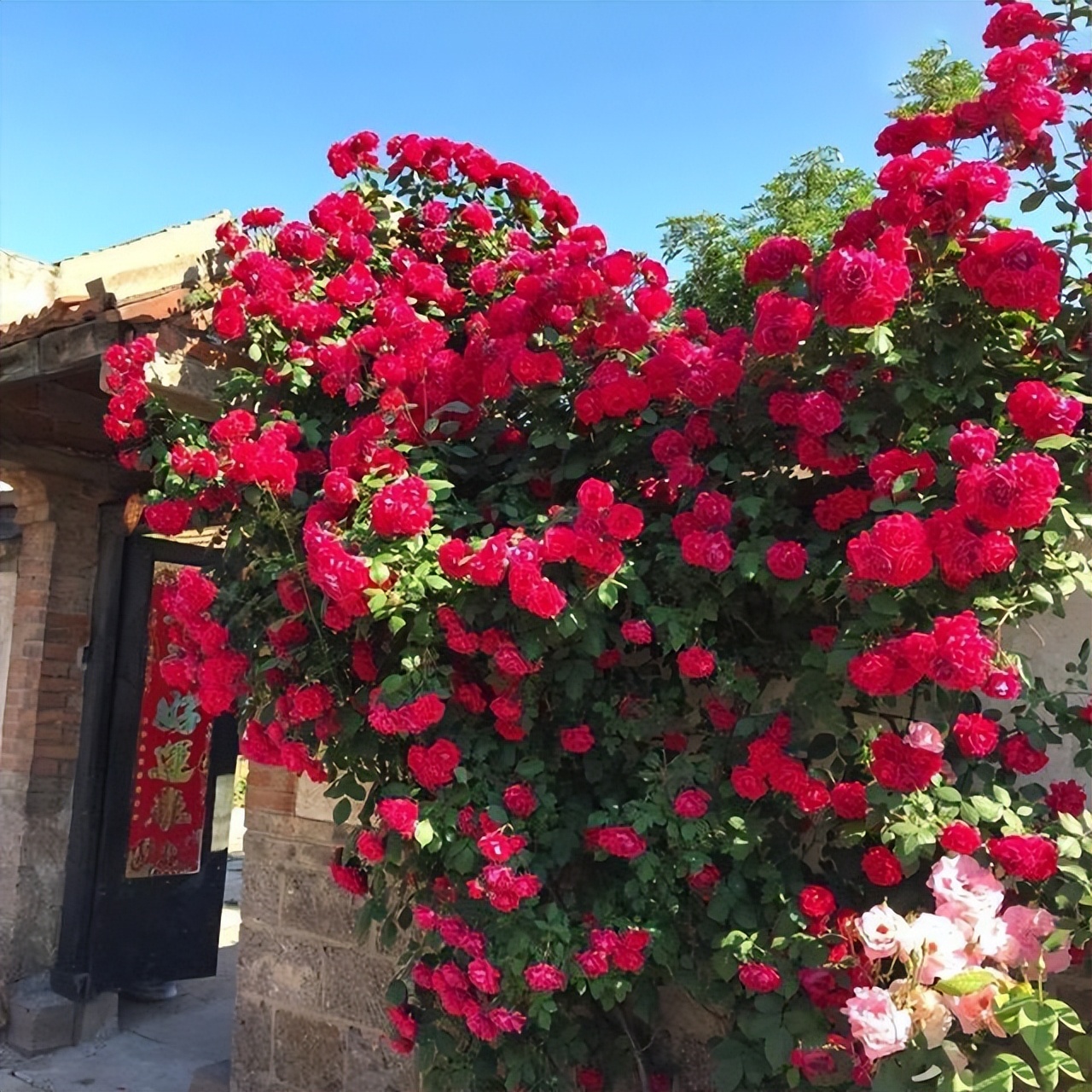 有阳台或窗台,就可以种些又香又好看的甜蜜红木香,享受惬意生活