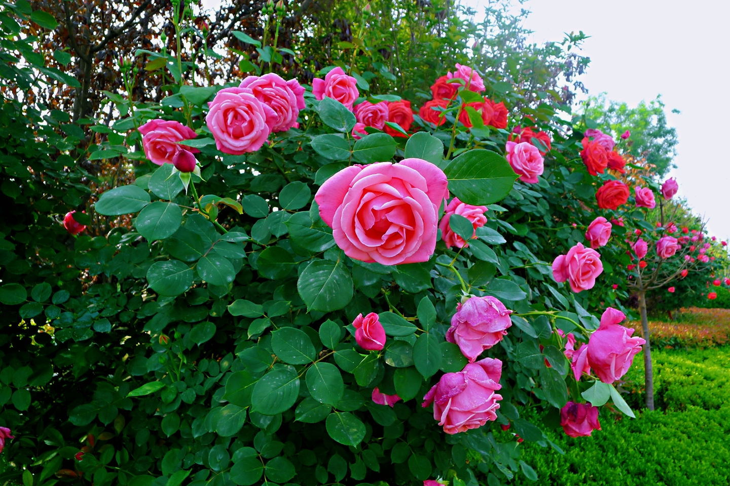 养花的"旧土"加点"废物",又肥的流油,养花一级棒