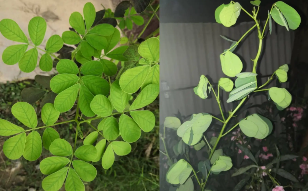 决明子,又称狗屎豆,假绿豆,有3大功效,价值高,农民要了解!