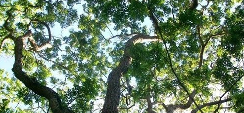 刺猬紫檀和非洲花梨木的区别