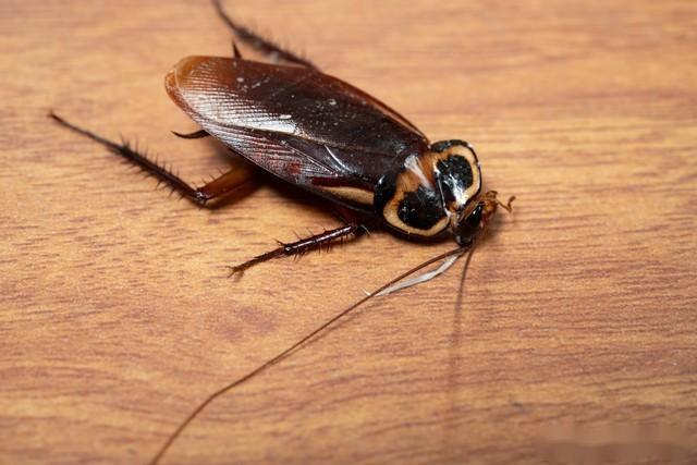 标题洗衣机遭蟑螂袭击修理费用曝光保姆无辜脱身