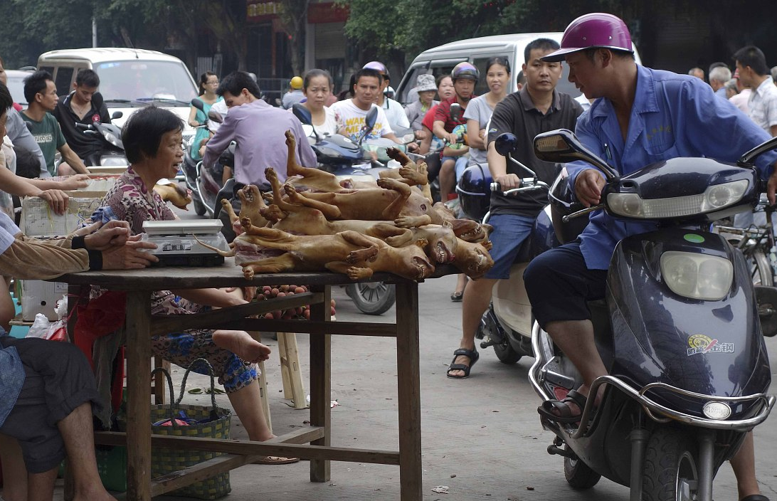 广西玉林夏至荔枝狗肉节,是传统文化还是虐待行为?