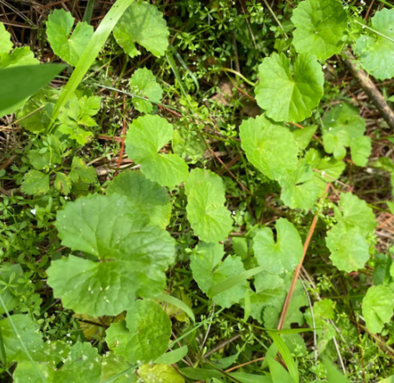 这是"肿瘤草",如今很少见,挖1棵少1棵,你家附近有吗?
