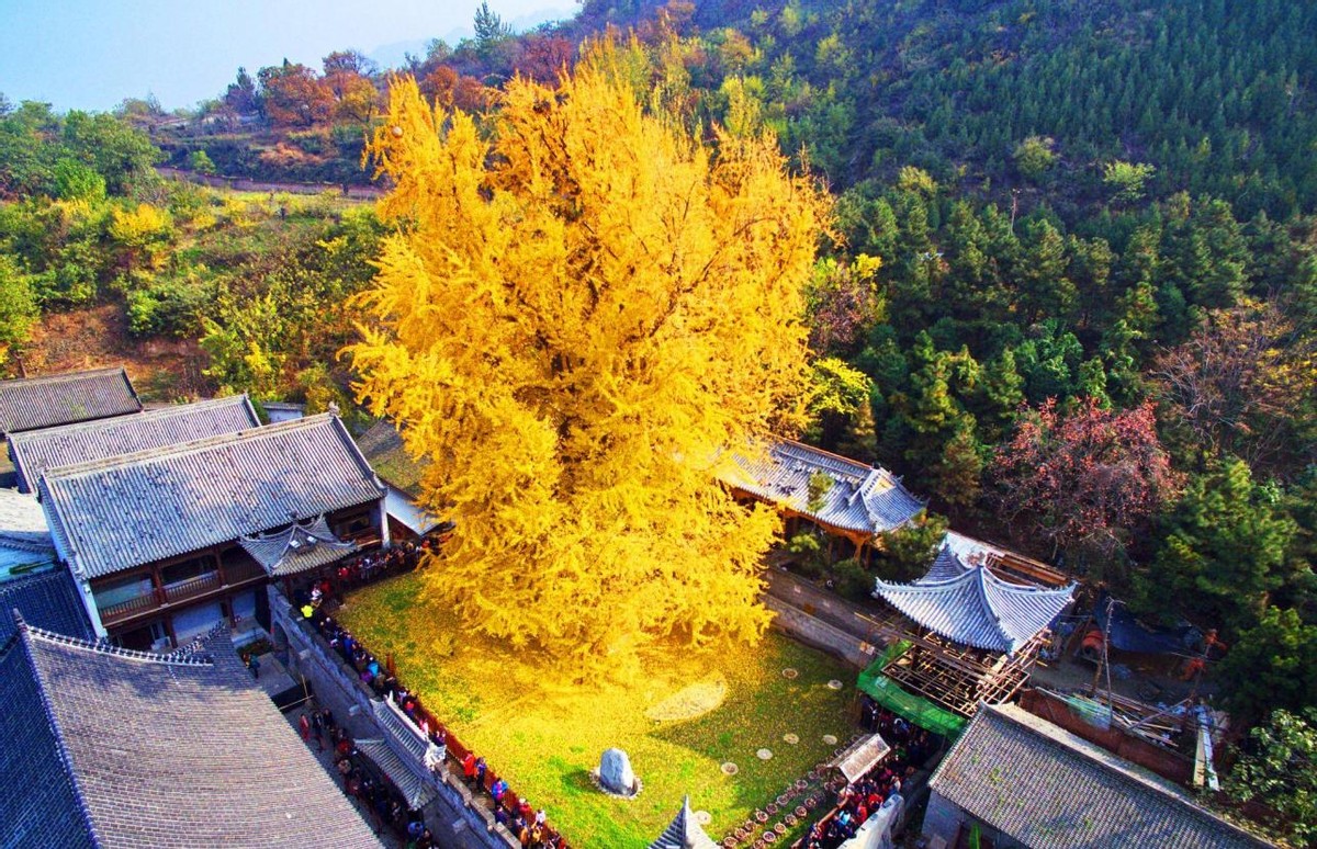 被千年银杏带火的寺庙,坚持不收门票被赞良心,就藏在西安