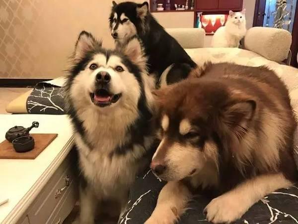 这7种狗狗,被称作狗界中的"三傻四疯",有你家养的吗?