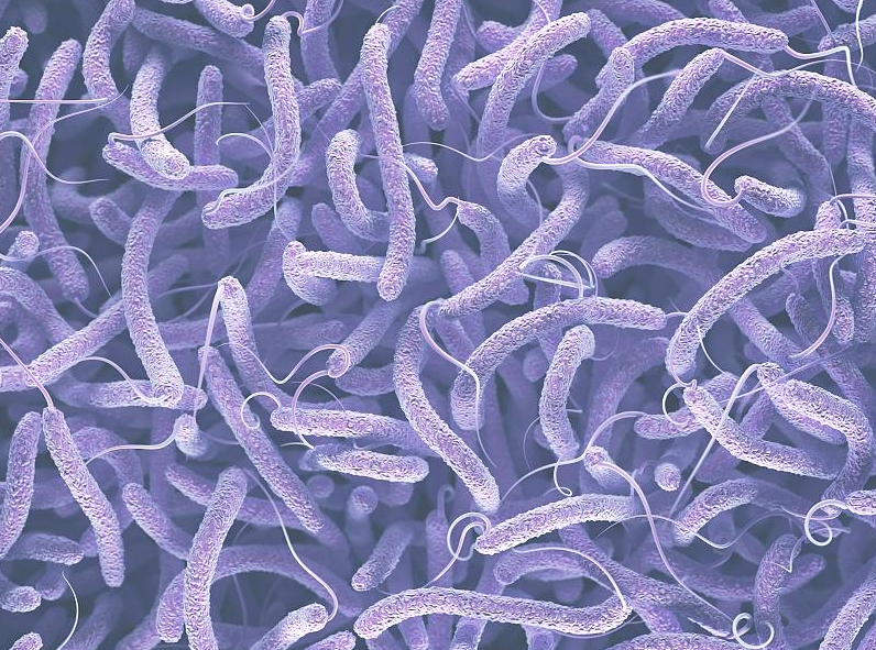 在显微镜下,他找到了致病的元凶——椭圆形的鼠疫杆菌,这种细菌导致了