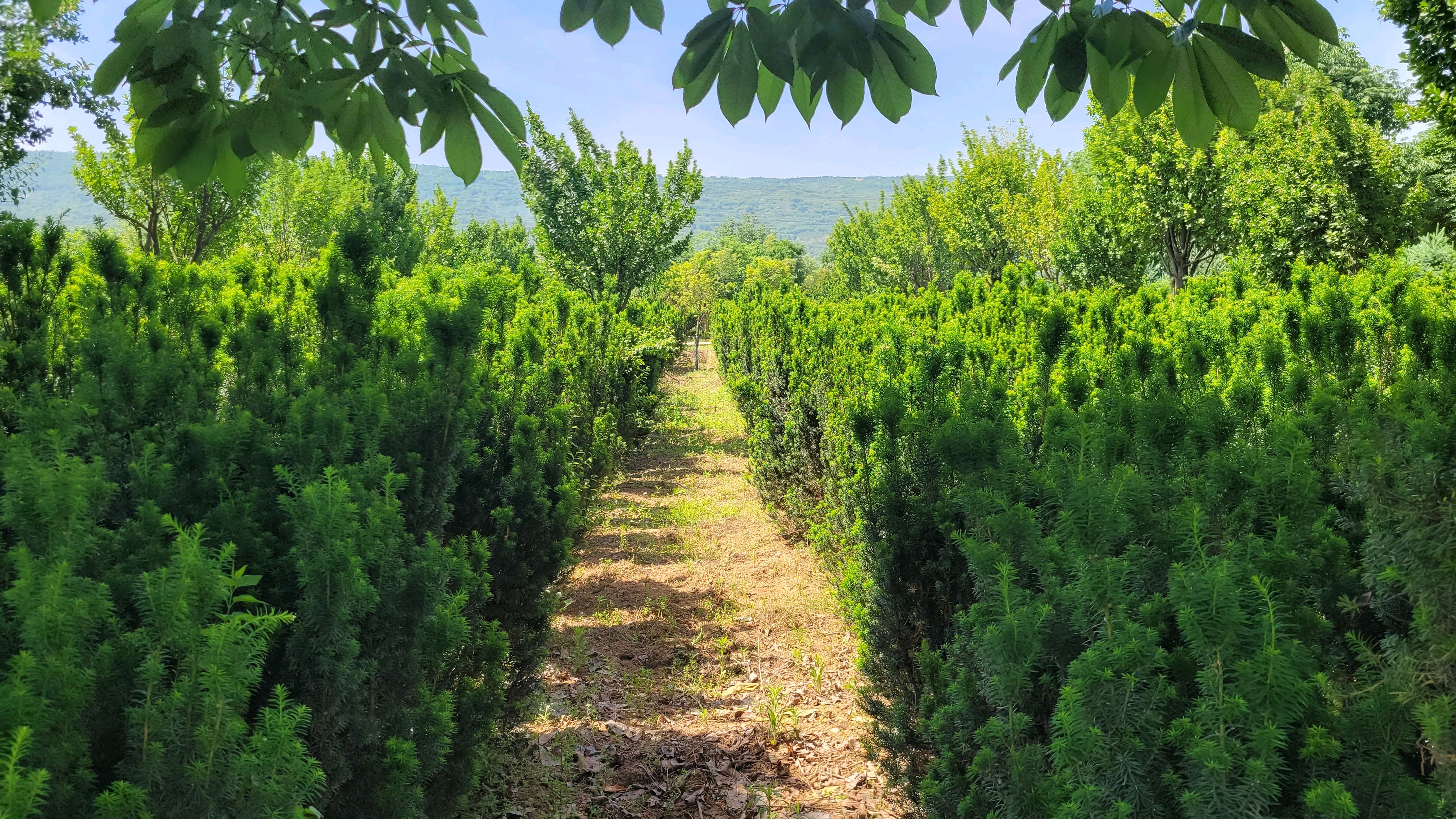 发展红豆杉产业是珍贵树种资源永续利用的必要举措