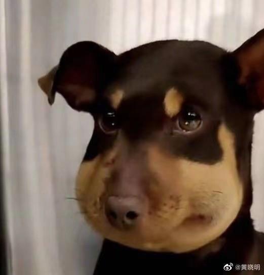 黄晓明疑似恋情后晒日常左脸浮肿却精神奕奕与叶珂同现身北京