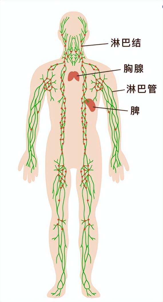 淋巴瘤长在哪个部位图片