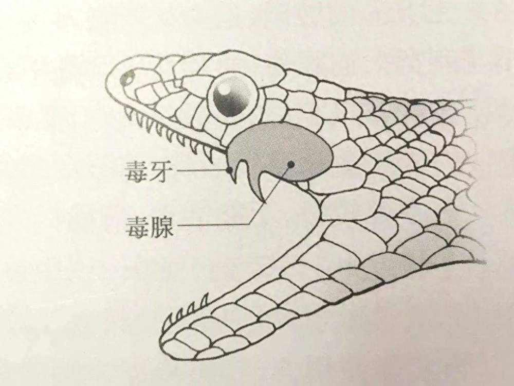 眼鏡王蛇專門以蛇類為食甚至連同類也不放過它不會被毒死嗎