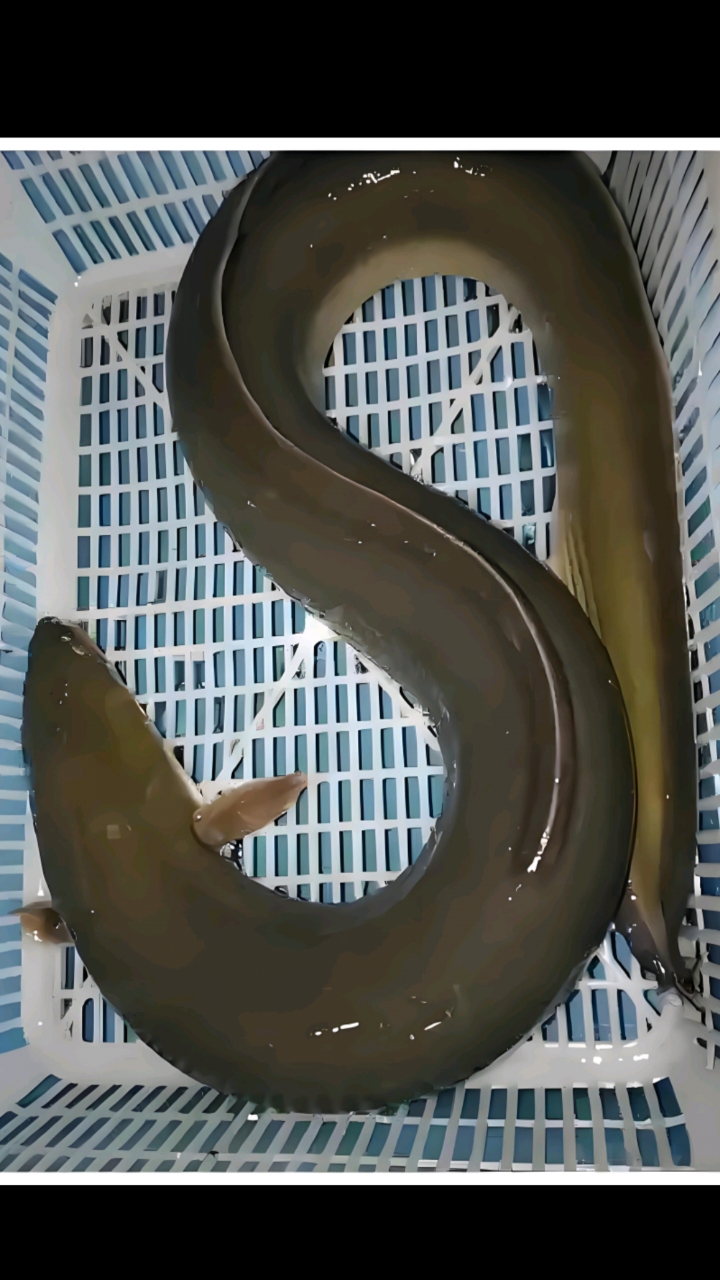 鳗鱼苗花鳗鱼苗全国发货