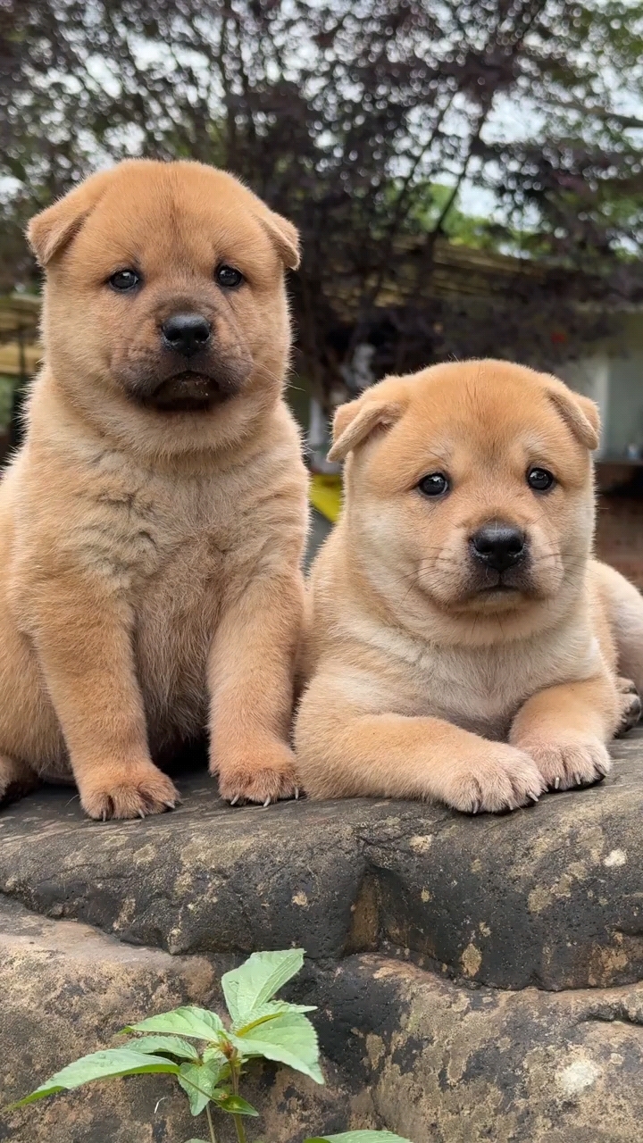 可爱的中华田园犬!