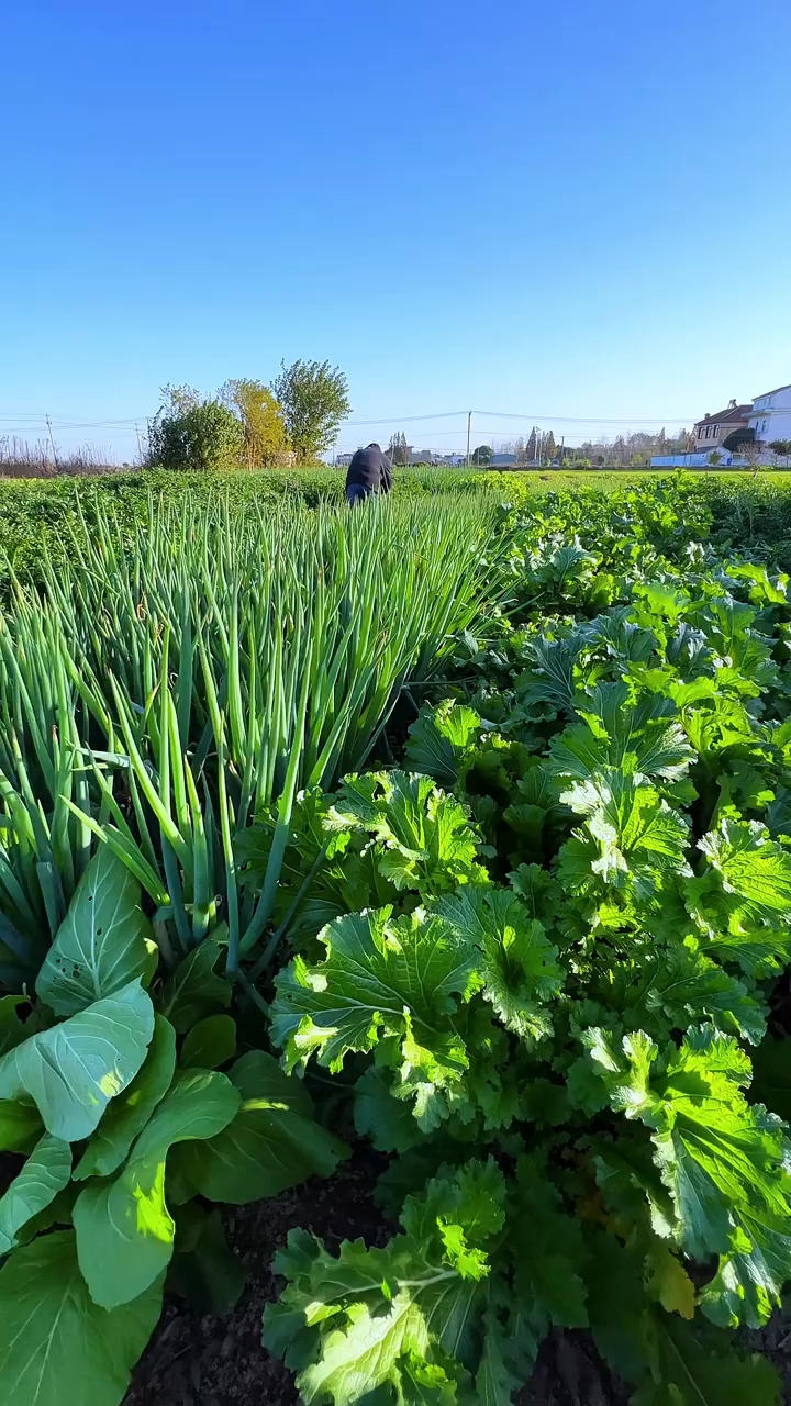 乡村烟火气,最抚凡人心,田间菜地里走起,闻闻泥土的芬芳