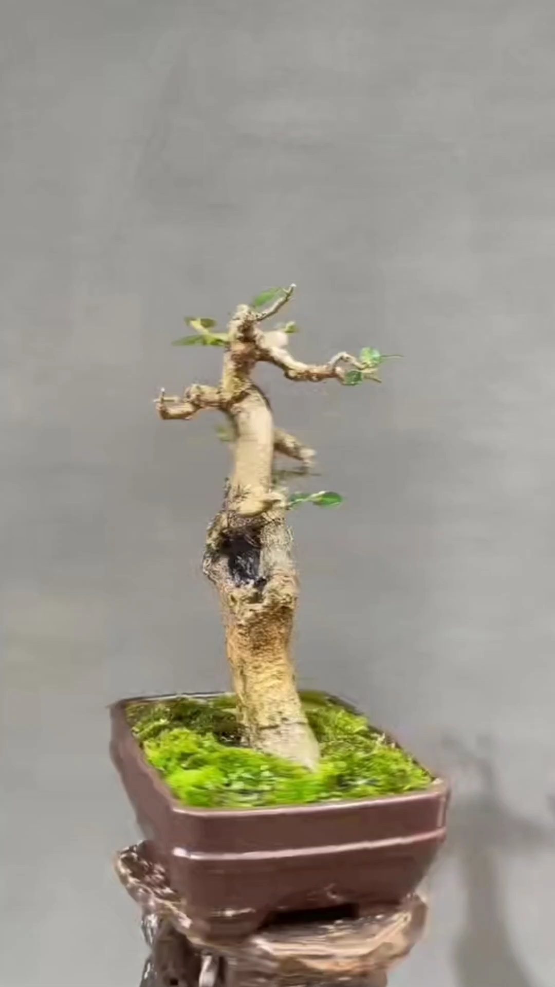 海南博兰盆景植物