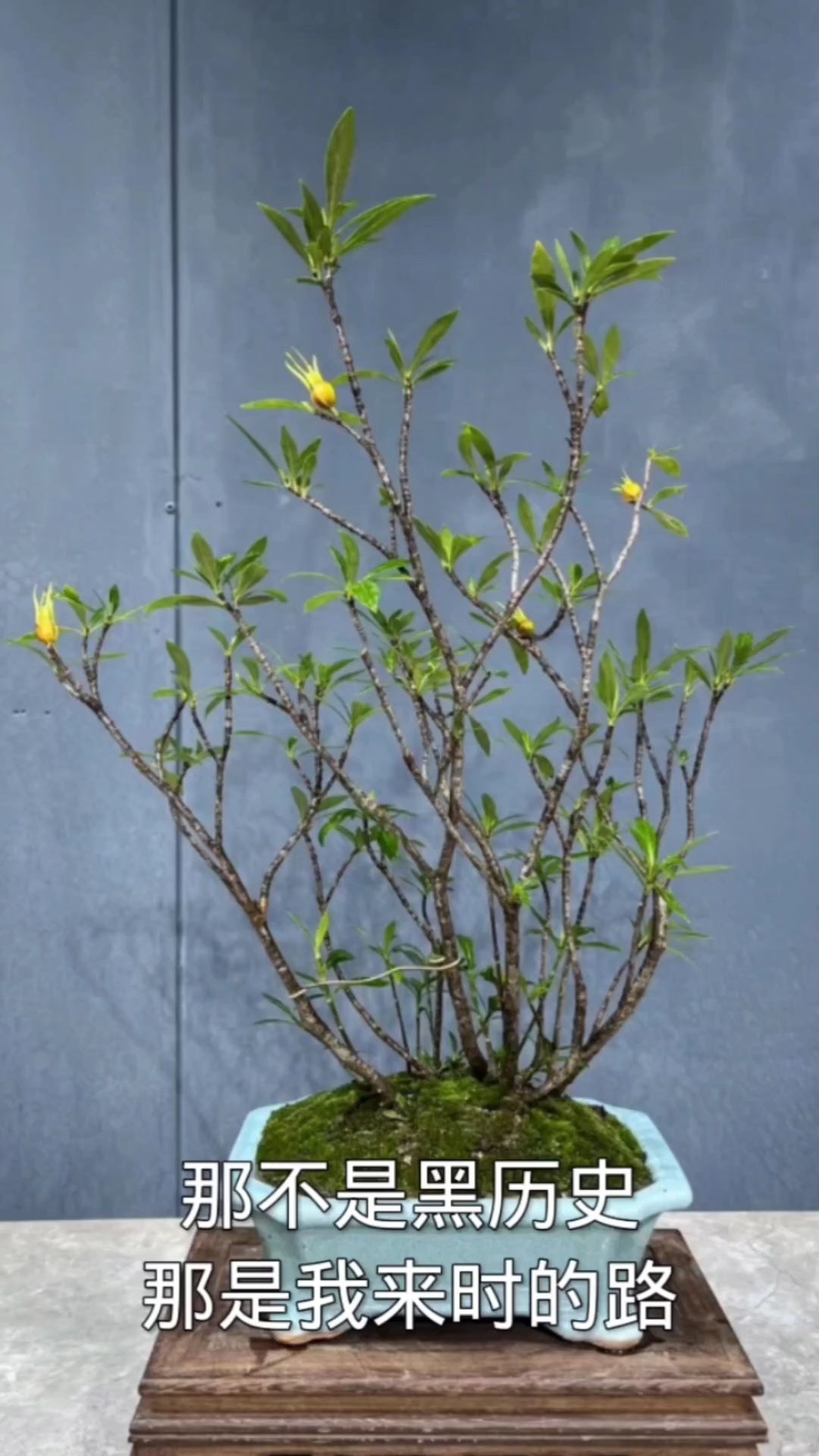 海岛柳叶栀子花