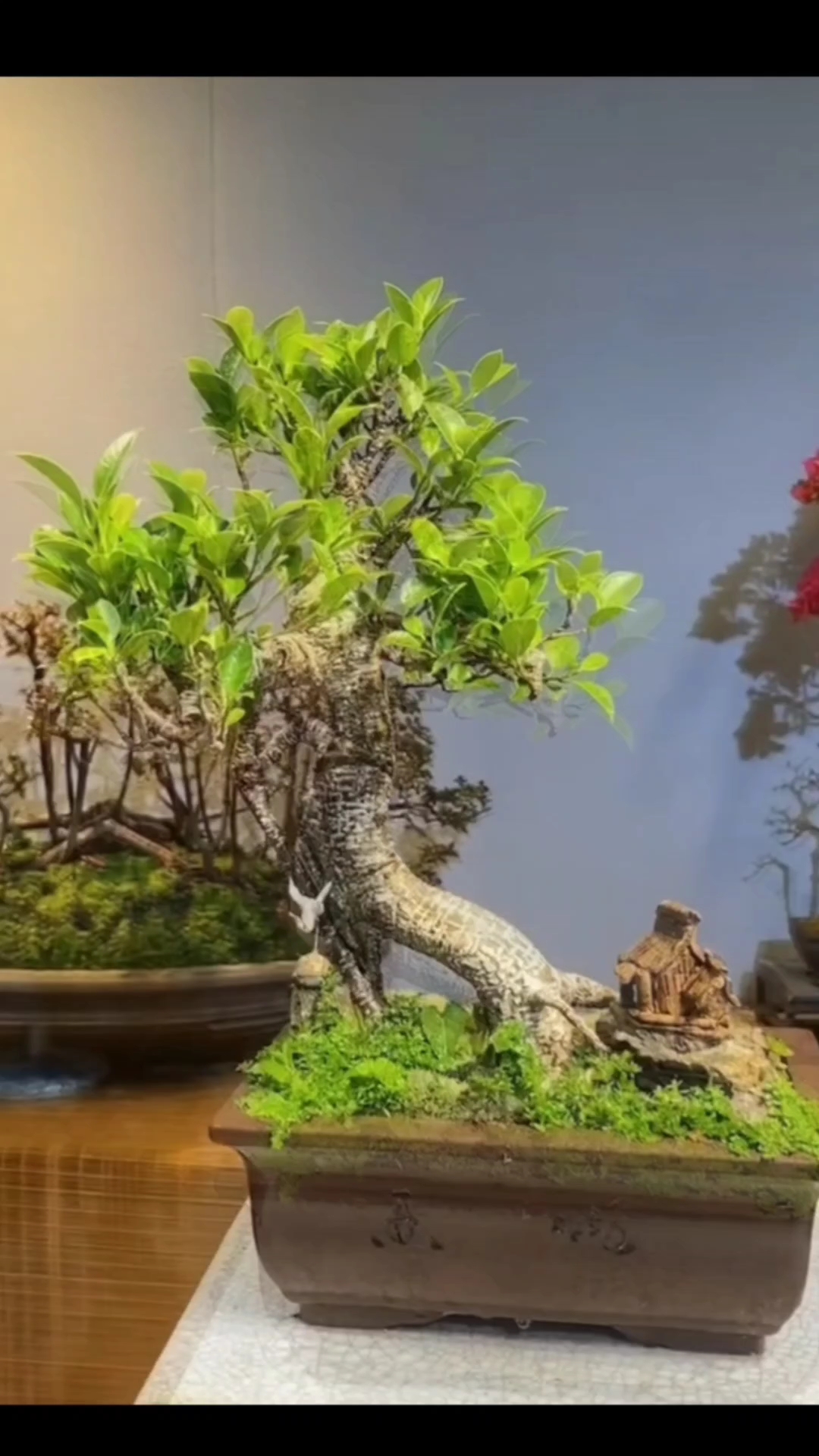 老桩台湾虎皮榕,造型优美盆景