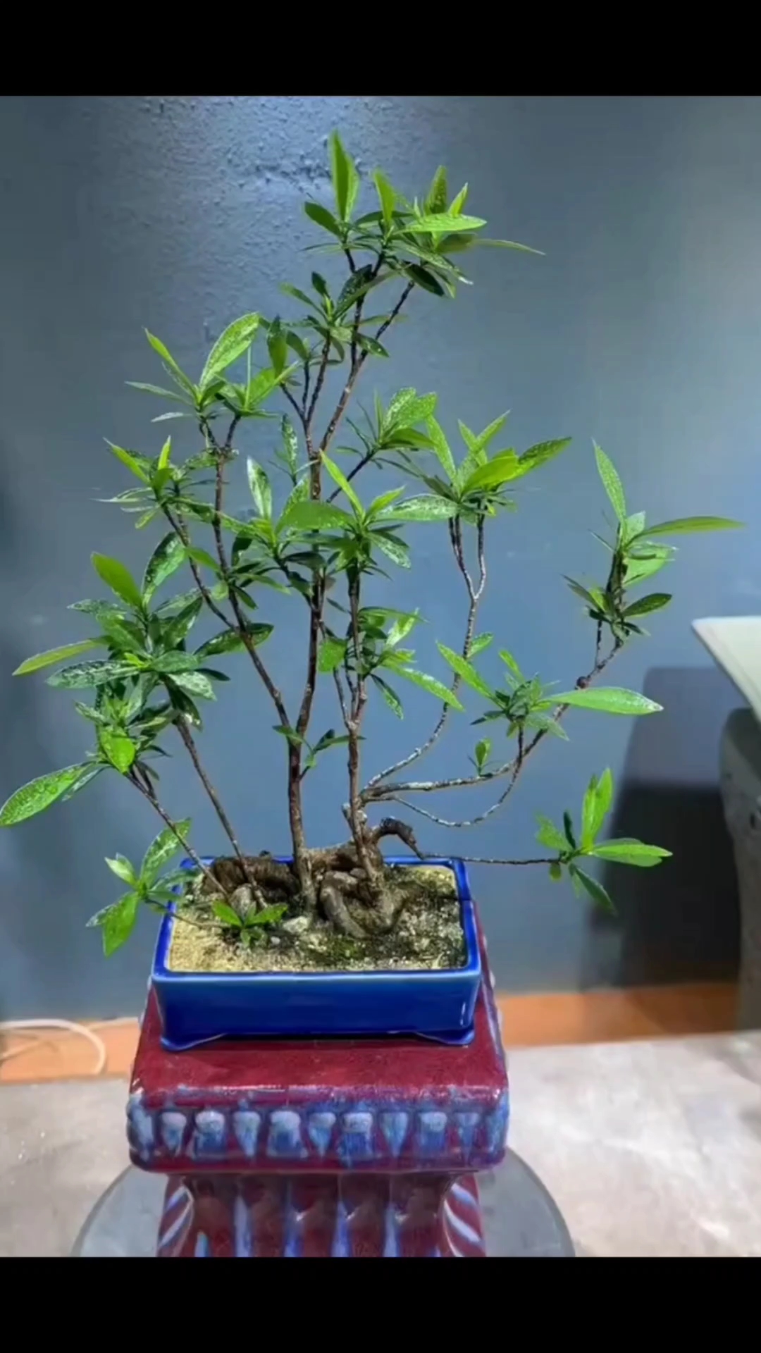 霸气桩头 海岛柳叶栀子花盆景