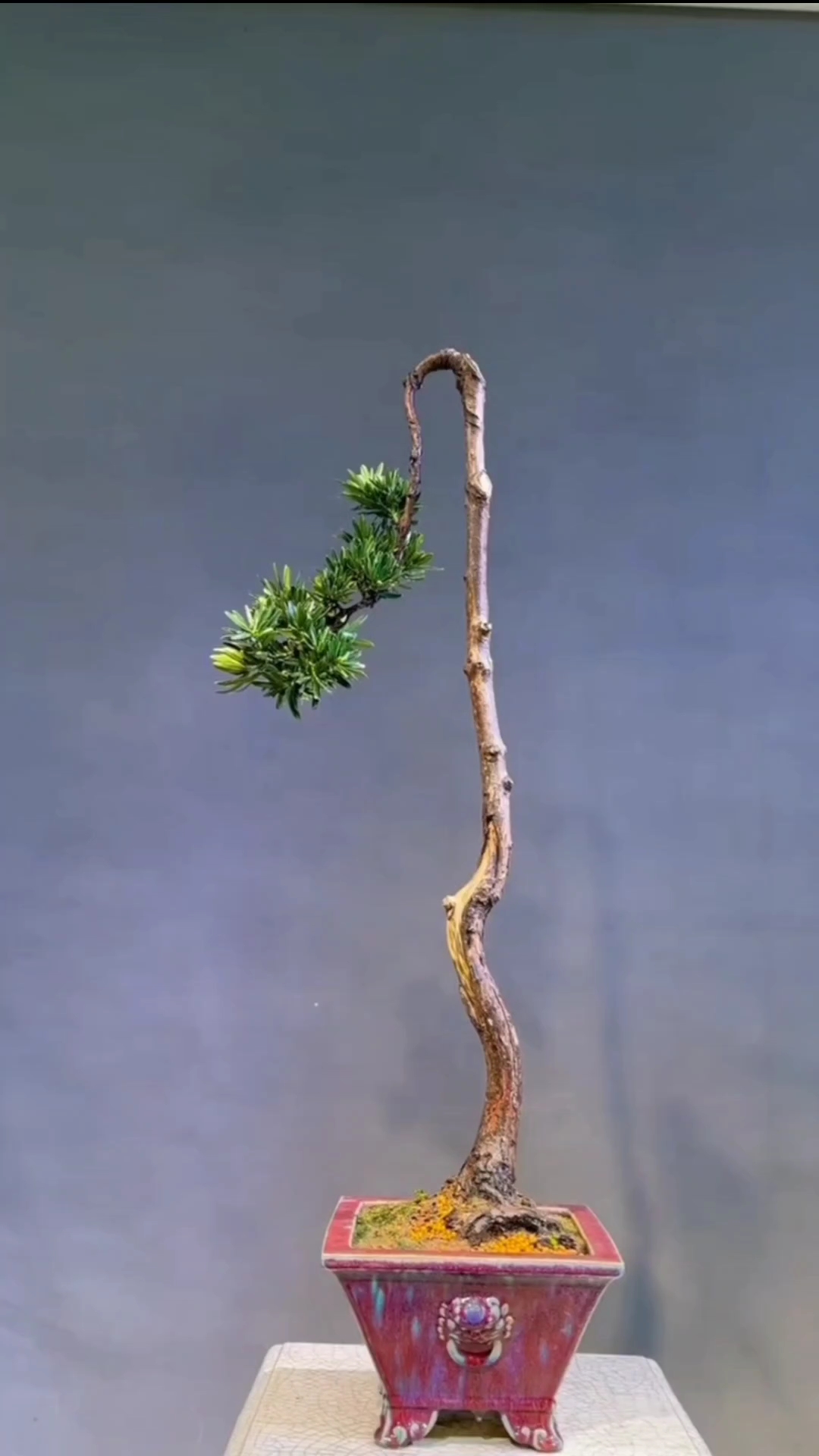 文人桩,日本菊花罗汉松