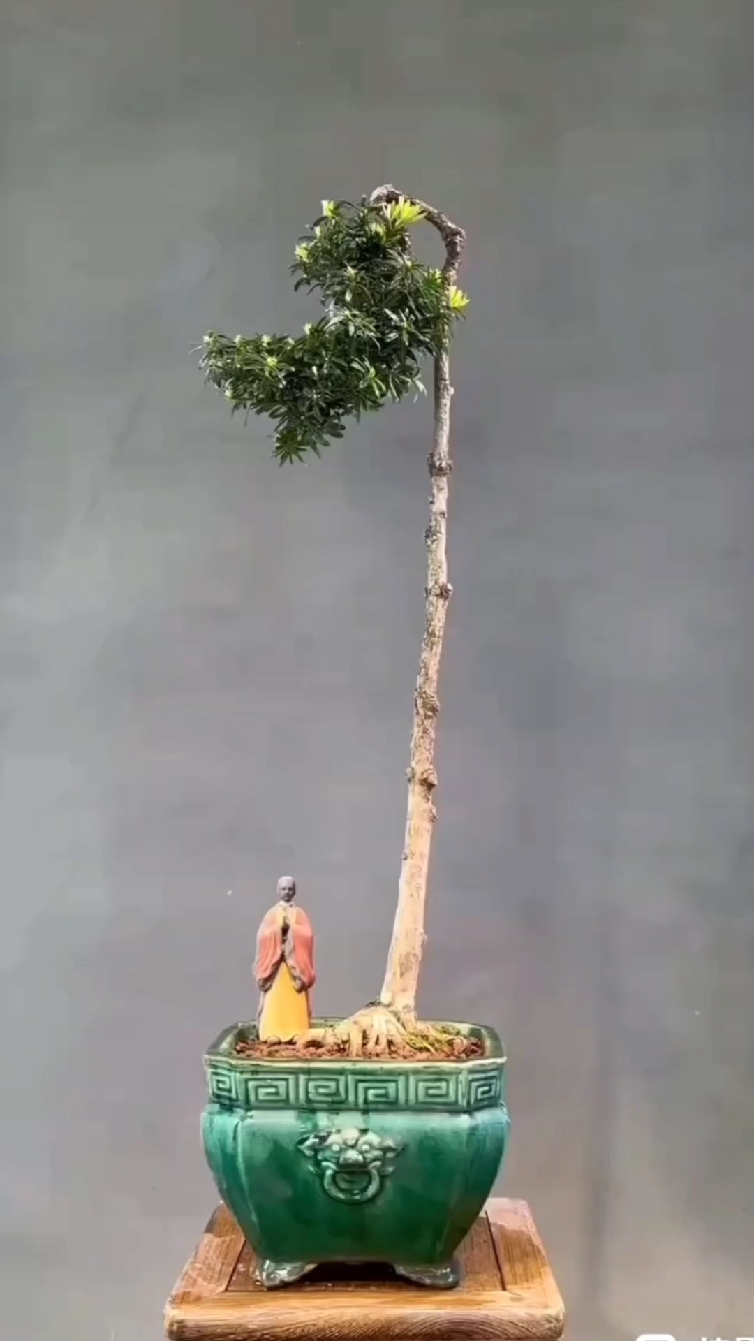 文人精品罗汉松