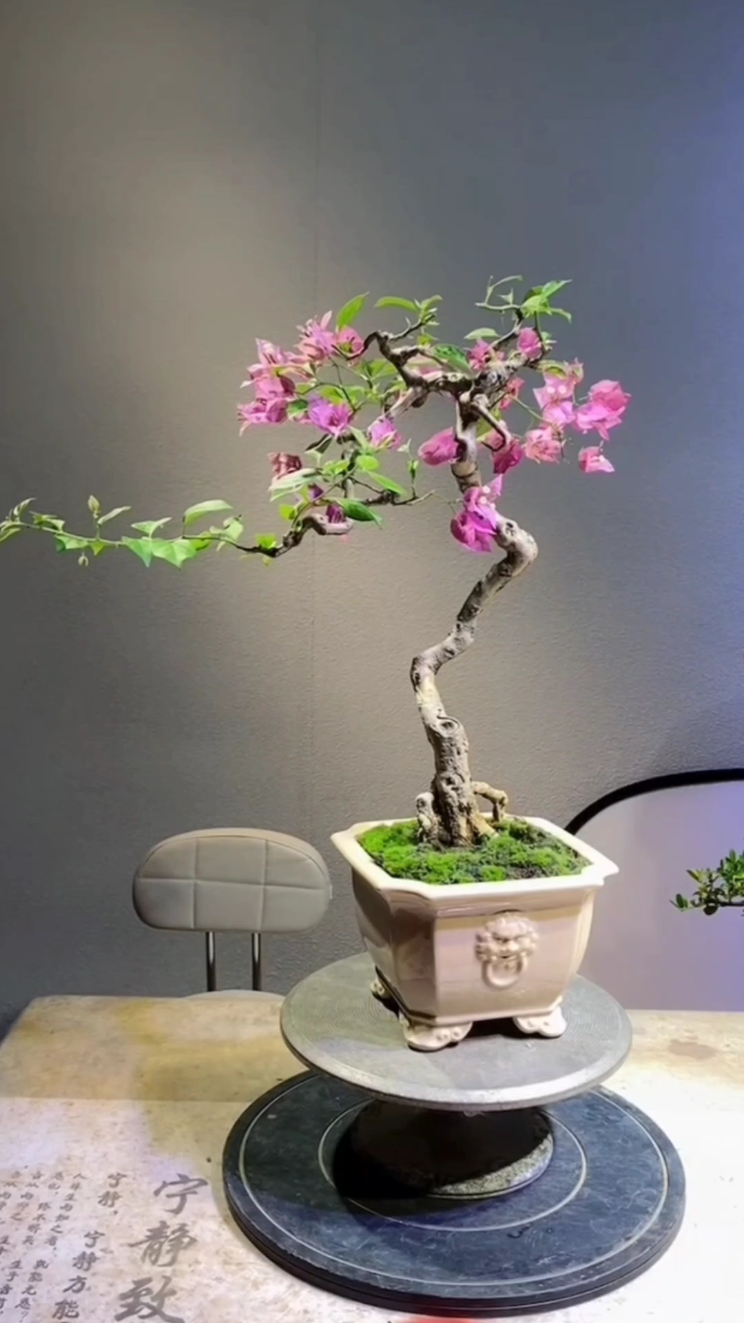 盆栽三角梅植物盆景