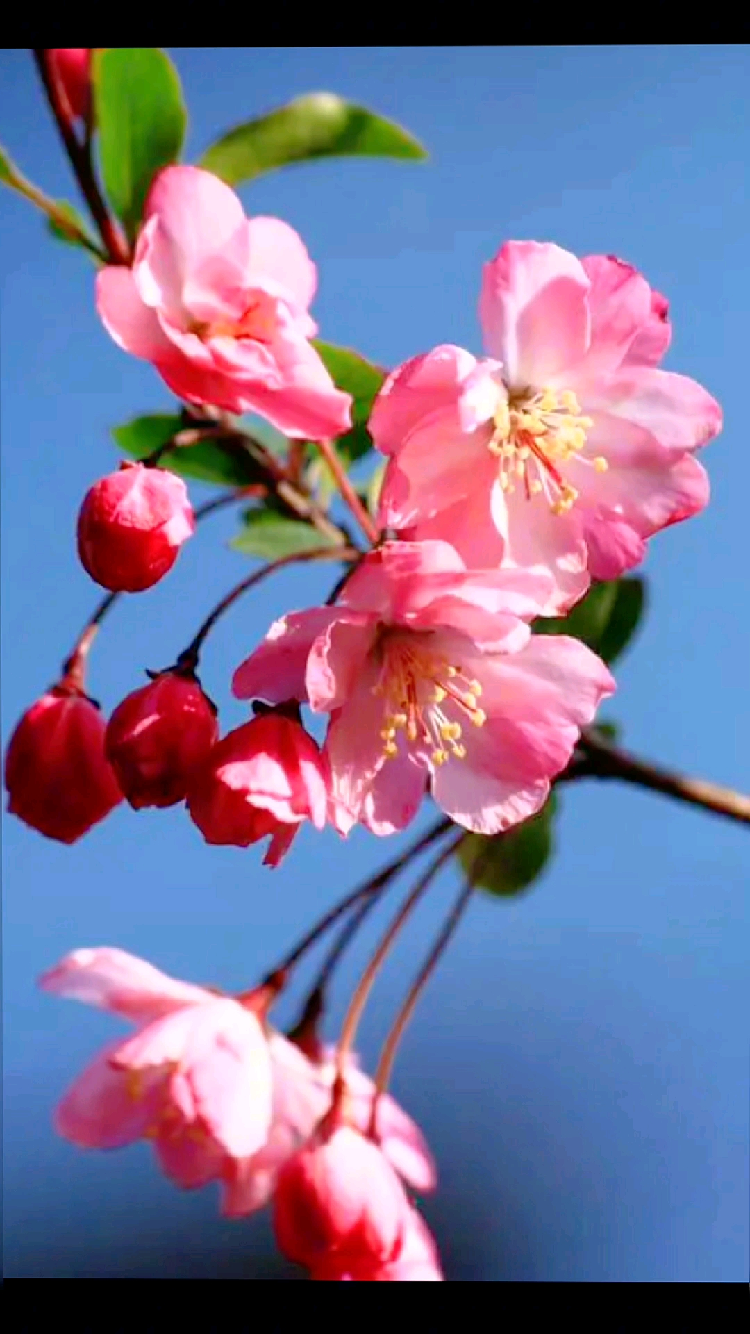 桃花朵朵开.我们一起去看看春天的美景吧.