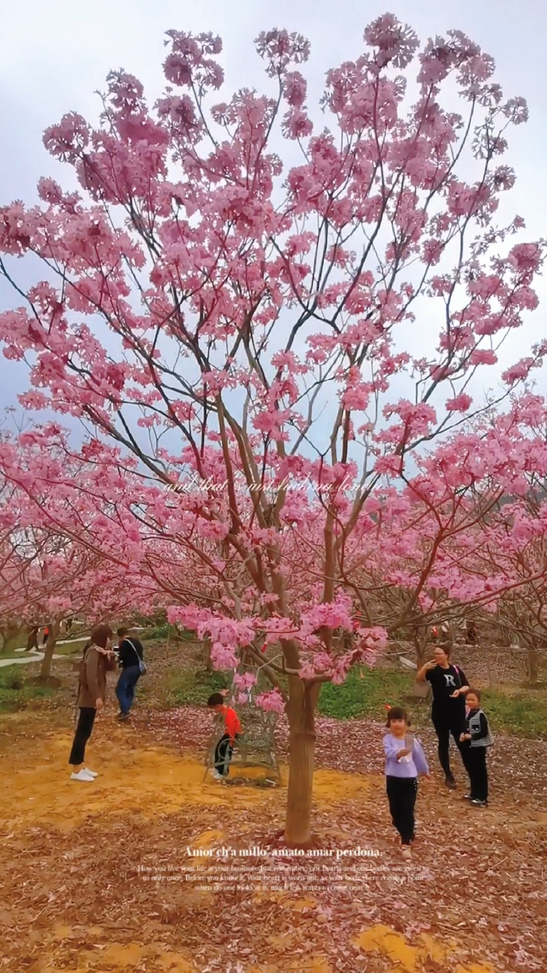 新会紫花风铃木门票图片