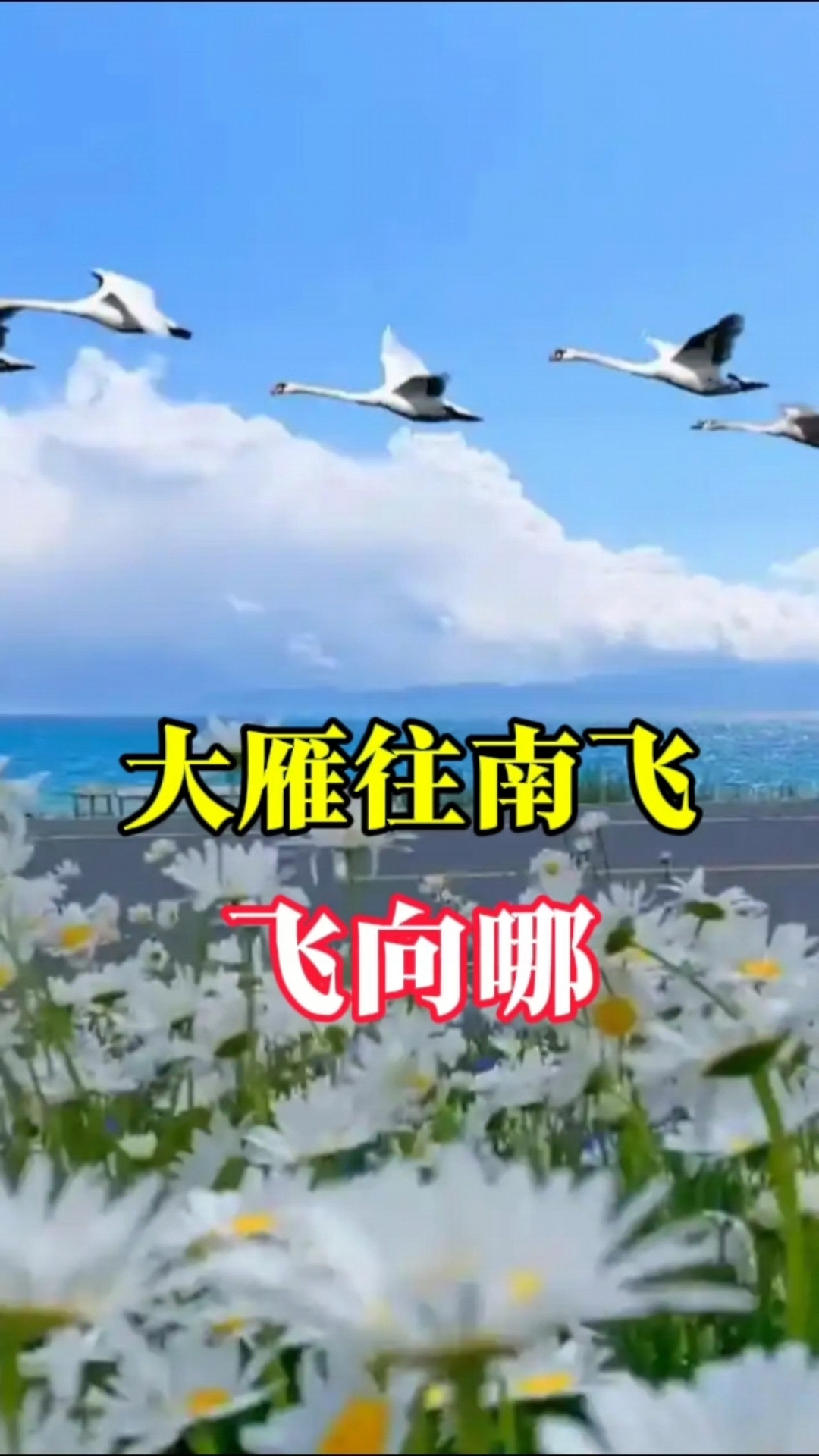 大雁往南飞飞向哪