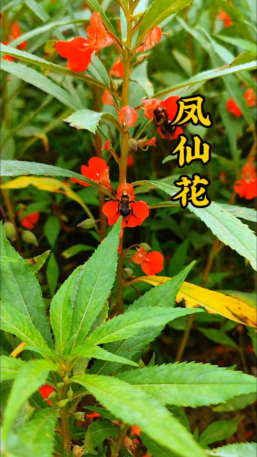 凤仙花