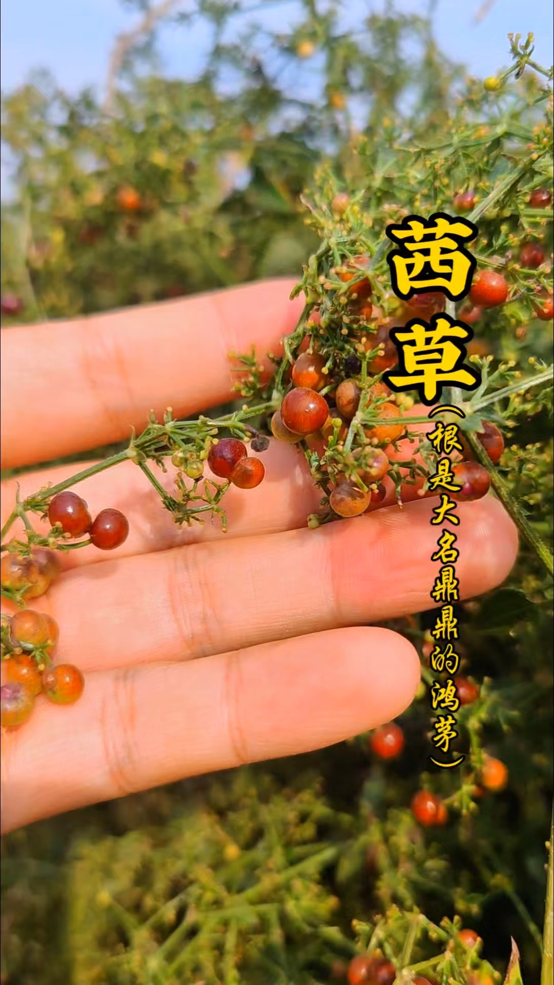 茜草的功效与作用图图片