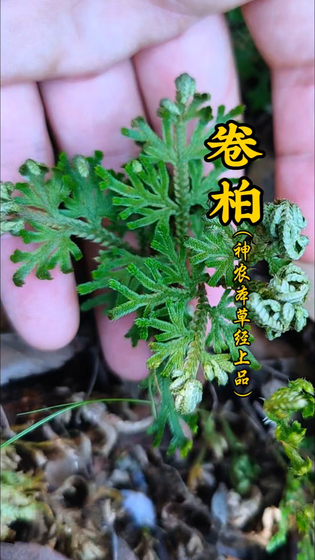 古柏芳草图片