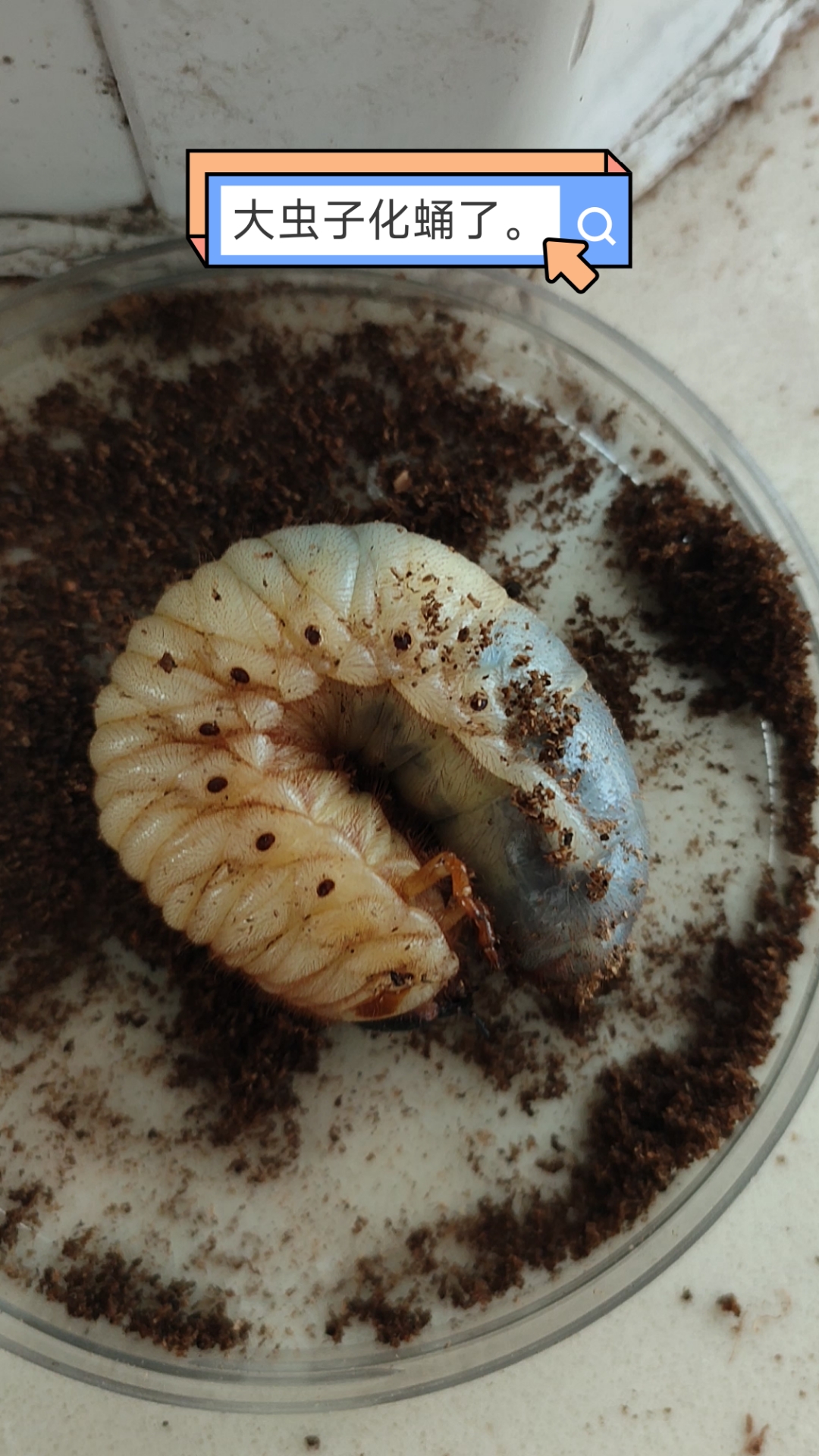 今天的白白嫩嫩的几只肉虫子终于化蛹了