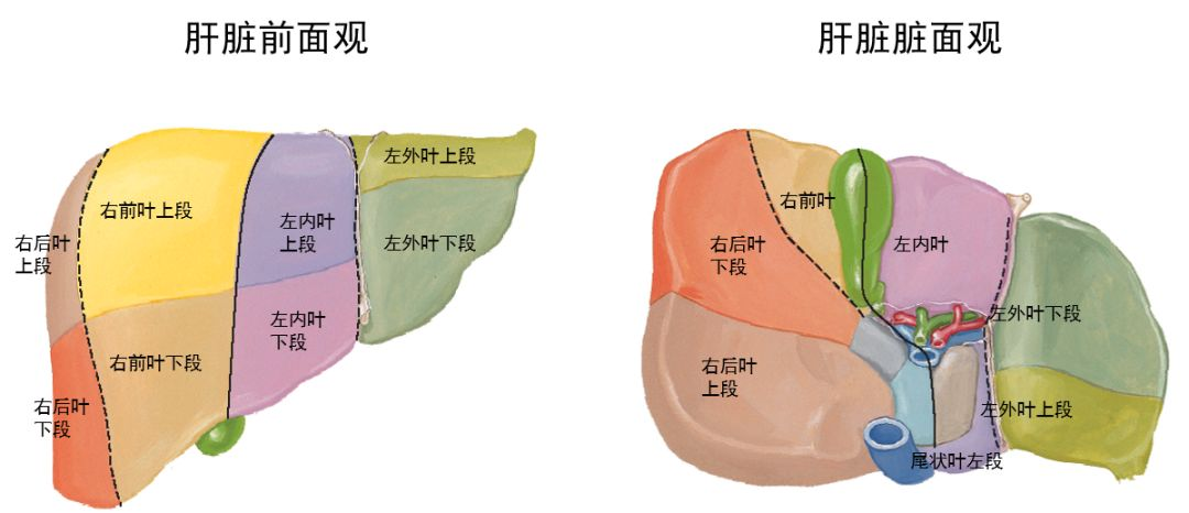 肝的下面观解剖图图片