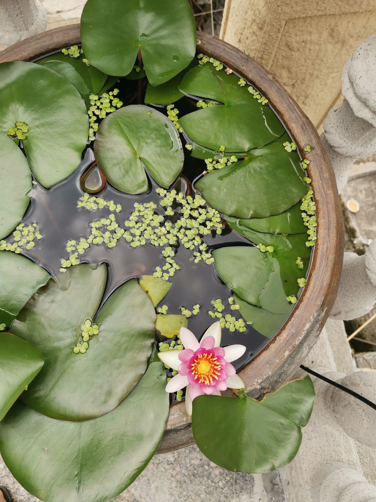 大水缸里面种花,花长得更健壮,养家里就是传家宝!