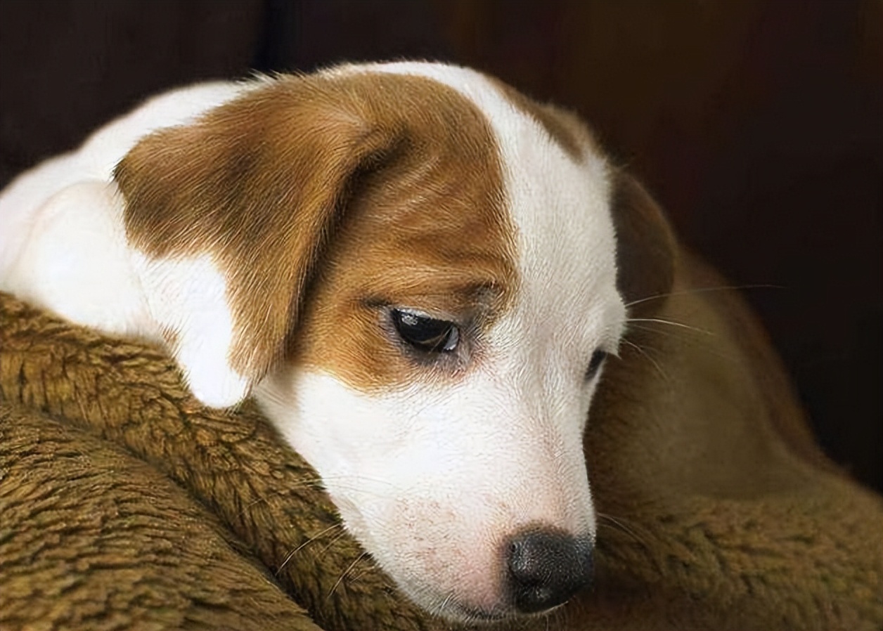 狗狗出现以下异常行为,有可能是"孤独"的表现!