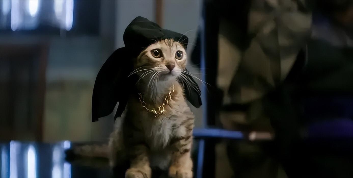 《基努猫》不仅是一部电影,也是灵性与奇遇的交织