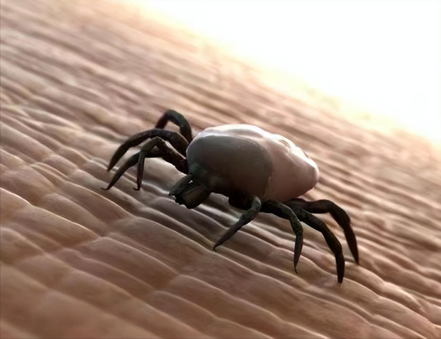 2米蟒蛇被40只吸血蜱围攻,专家介入解救