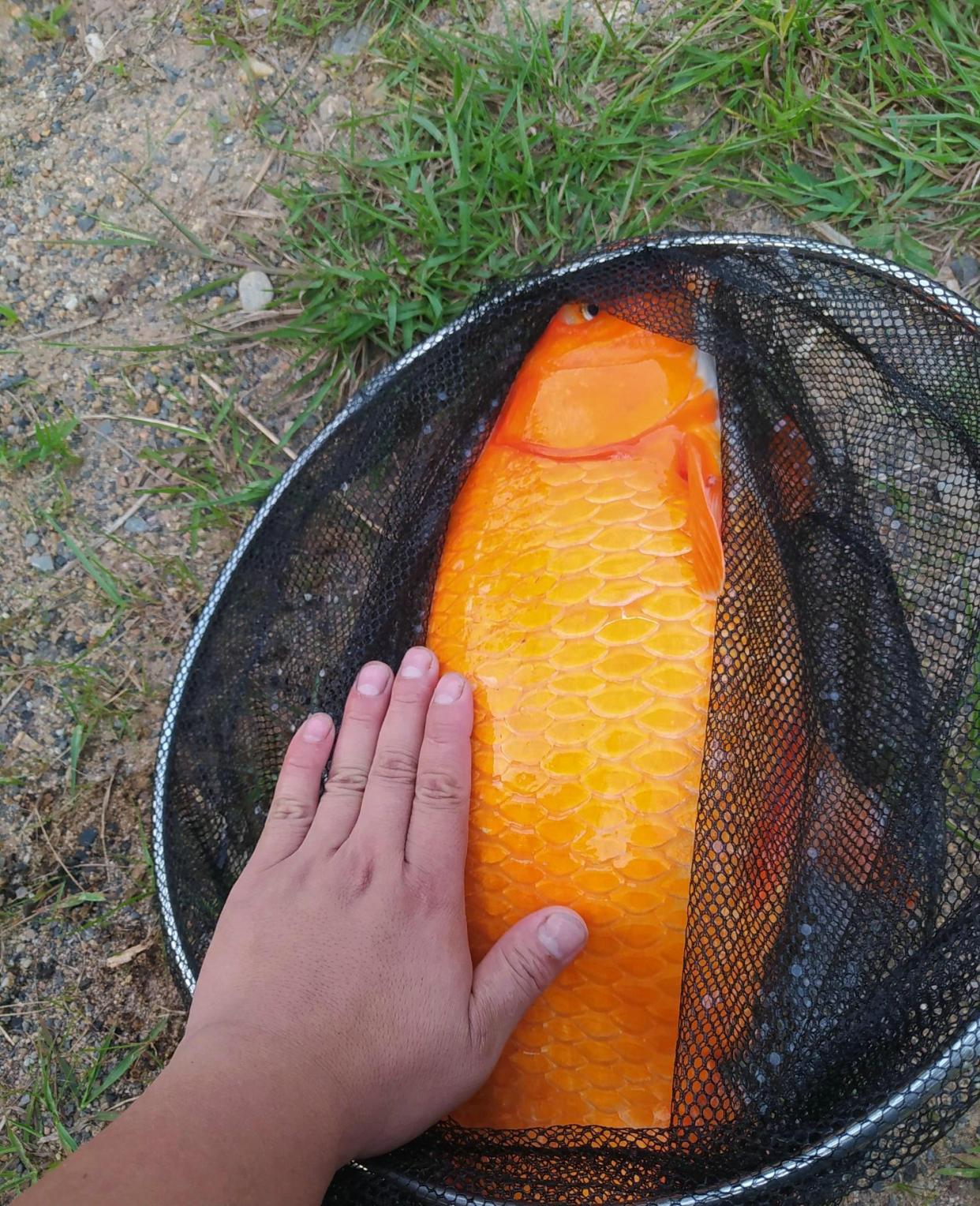 浙江钓鱼人钓起罕见的"大型红鲤鱼",钓鱼人:太漂亮,舍不得吃