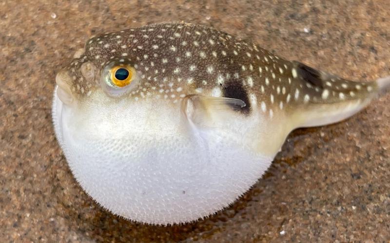 2006年辽宁男子养河豚身家亿万称日本河豚市场价格我说了算