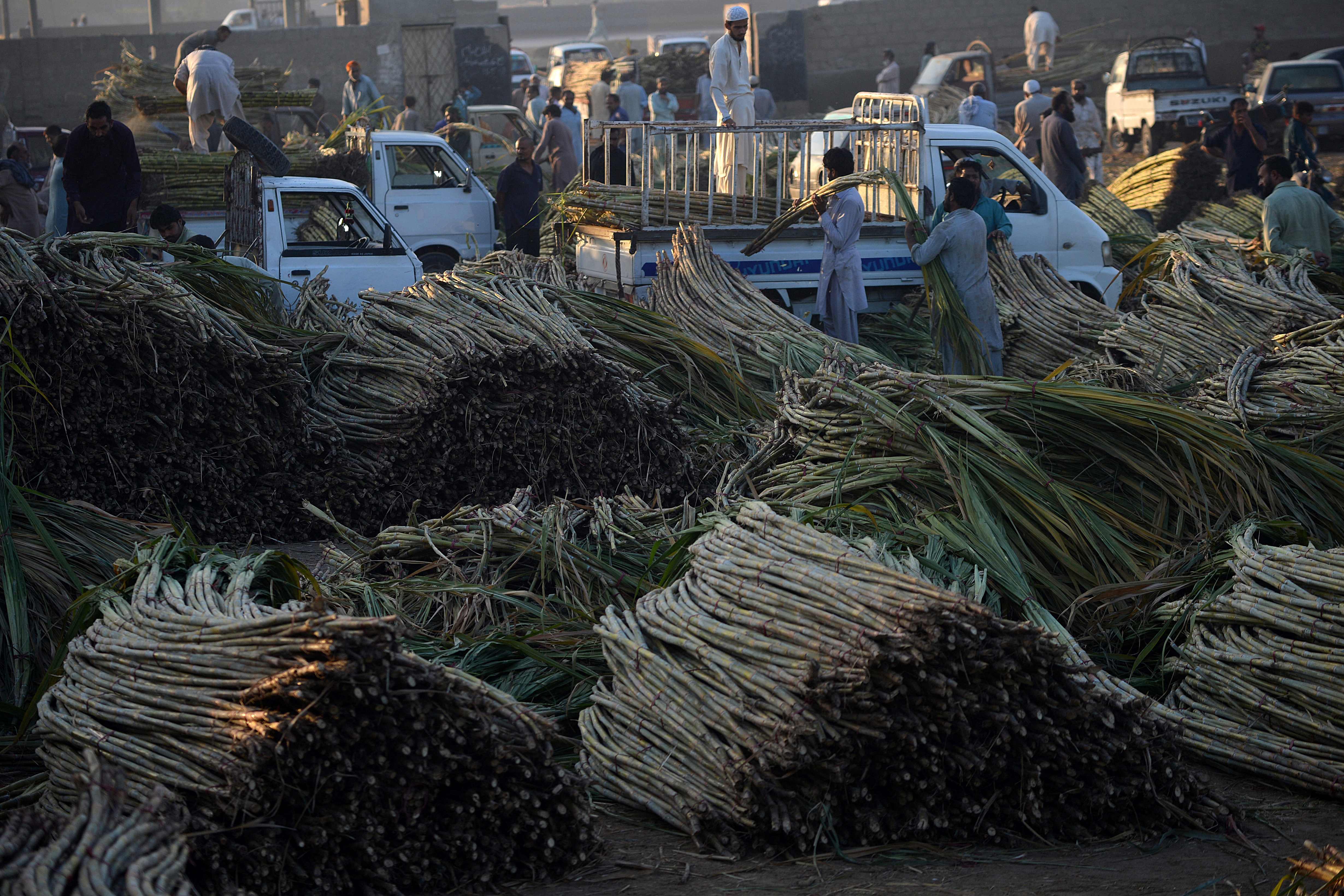 巴基斯坦:收获甘蔗